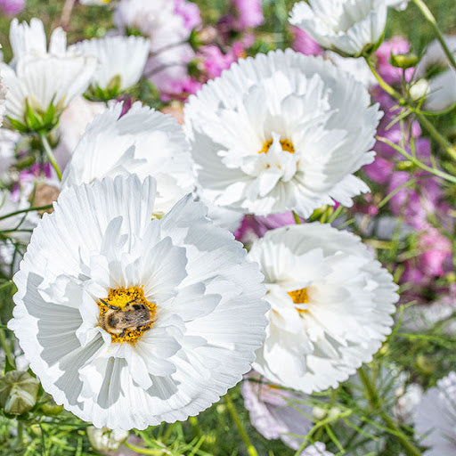 Cosmos bipinnatus 'Cupcakes White' Flower Seeds for Planting for planting in home garden